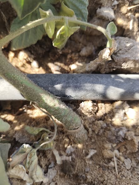 عندي مشكله أن كل يوم بلاقي 3او 4 بور ميته وزبول  في ناس بتقول نيماتودا وناس بتقول اعفان جزور حد يساعدنا